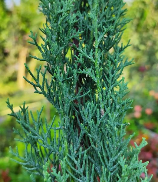 Cupressus sempervirens blue sky 'Totem'